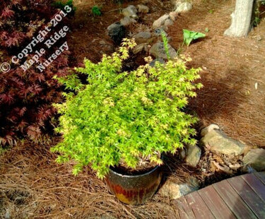Acer palmatum 'Yama hime' - mapleridgenursery